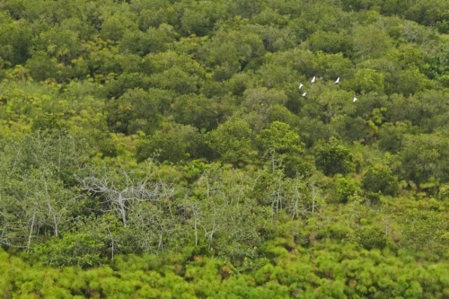 Smart Parks birds